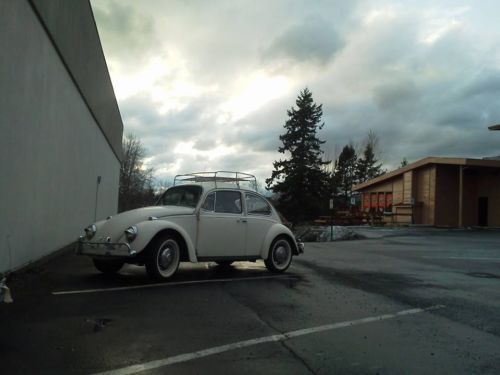 1967 survivor beetle